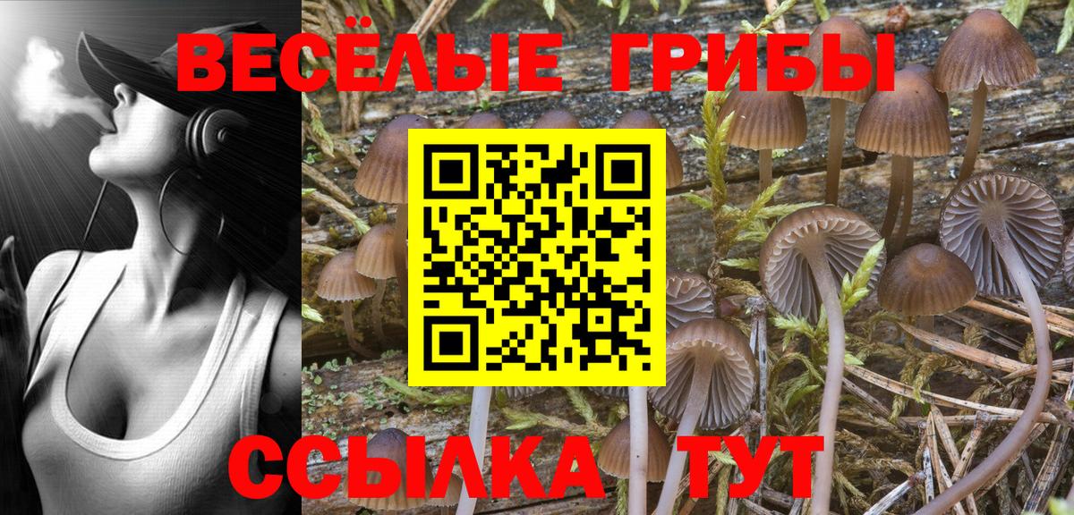 Псилоцибиновые грибы Psilocybe  Галлюциногенные грибы прущие грибы  Чебоксары  Вход с VPN 